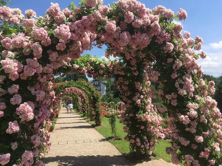 Rosen allgemein — © Jörg Schött