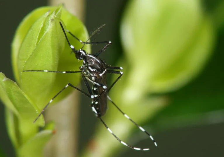 Asiatische Tigermücke — © B. Pluskota / KABS