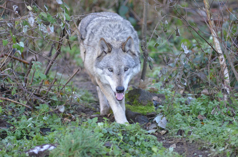 Wolf — © Ralf Buerglin (Beispielbild)