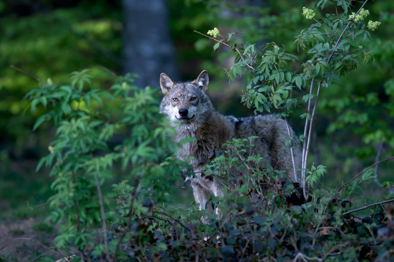 Wolf — © Erich Marek (Symbolbild)