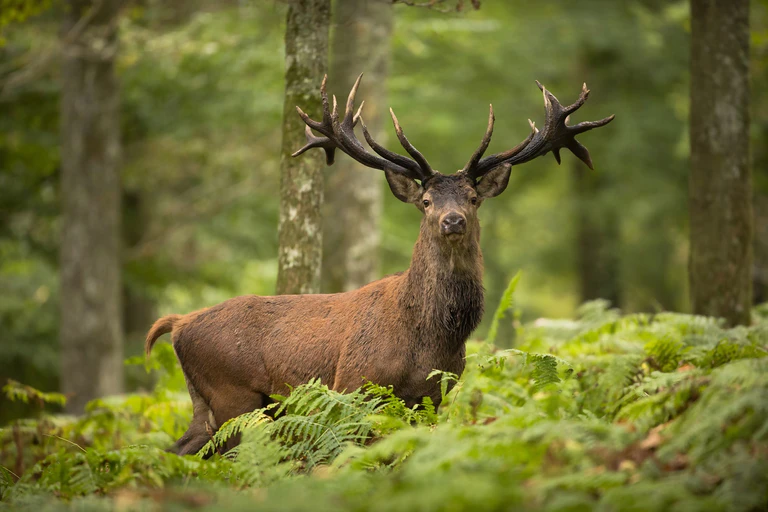 Noch nie einen freilebenden Hirsch gesehen? — © Adobe Stock © shocky #82996228